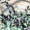 Pepper Chilli Plants - Pot Black