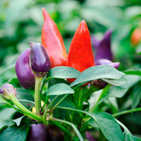 Pepper Chilli Plants - Prairie Fire