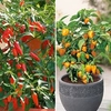 Pepper Chilli Plants - Twin Pack