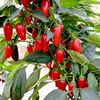 Pepper (Chilli) Plants - Xalapa