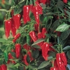 Pepper Chilli Seeds - Apache F1
