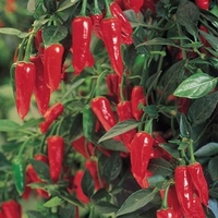 Pepper Chilli Seeds - Apache F1