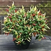 Pepper Chilli Seeds - Basket of Fire F1