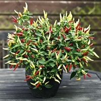 Pepper Chilli Seeds - Basket of Fire F1