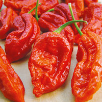 Pepper Chilli Seeds - Bhut Jolokia Fiery Furnace