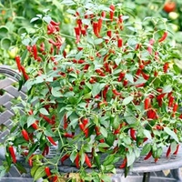 Pepper Chilli Seeds - Cayennetta F1