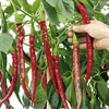 Pepper Chilli Seeds - Joe