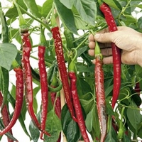 Pepper Chilli Seeds - Joe