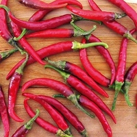 Pepper Chilli Seeds - Ring O Fire