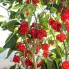 Pepper Chilli Seeds - Scotch Bonnet