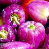 Pepper Grafted Beluga Lilac (1) P10