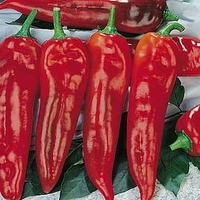 Pepper Grafted (Long Sweet) Plant - F1 Thor
