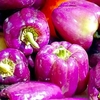 Pepper Grafted Plant - Beluga Lilac