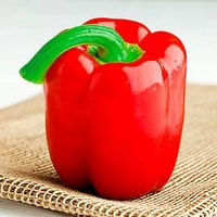 Pepper Grafted Plant - Denver
