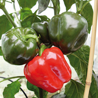 Pepper Grafted Plant - F1 Britney