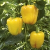 Pepper Grafted Plant - F1 Chelsea