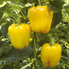 Pepper Grafted Plant - F1 Chelsea