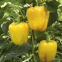 Pepper Grafted Plant - F1 Chelsea