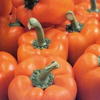 Pepper Grafted Plant - F1 Milena