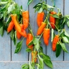 Pepper Grafted Plant - Orange Kiss