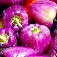Pepper Grafted Plants - Beluga Lilac