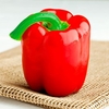 Pepper Grafted Plants - Denver