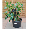 Pepper Grafted Plants - F1 Black Knight