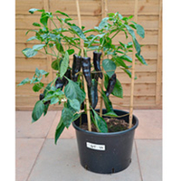 Pepper Grafted Plants - F1 Black Knight