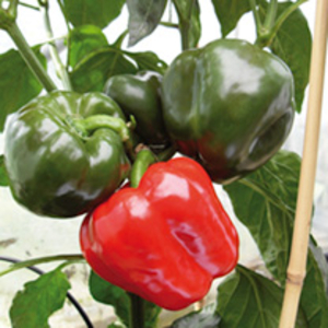 Pepper Grafted Plants - F1 Britney