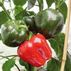 Pepper Grafted Plants - F1 Britney