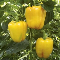 Pepper Grafted Plants - F1 Chelsea