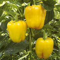 Pepper Grafted Plants - F1 Chelsea