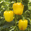Pepper Grafted Plants - F1 Chelsea