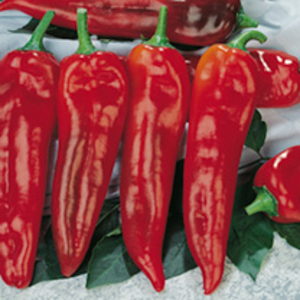 Pepper Grafted (Sweet) Plant - Thor