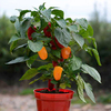 Pepper Grafted (Sweet) Plants - Traffic Light