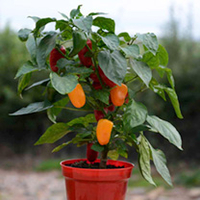 Pepper Grafted (Sweet) Plants - Traffic Light