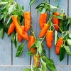 Pepper Long Sweet Grafted Plants - Orange Kiss