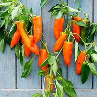 Pepper Long Sweet Grafted Plants - Orange Kiss