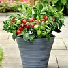 Pepper Patio Plant - Snackabelle