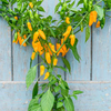 Pepper Plant - Golden Ghost