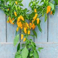 Pepper Plant - Golden Ghost