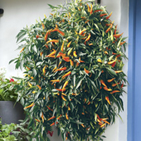 Pepper Plants - Sweet Sunshine