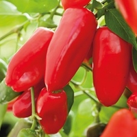 Pepper Red Snack
