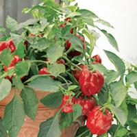 Pepper Redskin F1 Plants