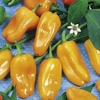 Pepper Seeds - Hamik