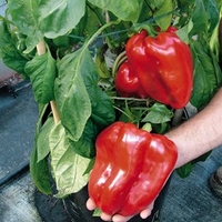 Pepper Seeds - Jumbo F1