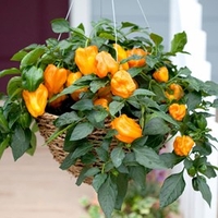 Pepper Seeds - Mohawk F1
