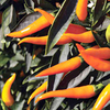 Pepper Seeds - Sweet Sunshine F1