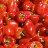Pepper (Sweet) Britney F1 Grafted Plants