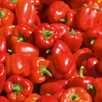 Pepper (Sweet) Britney F1 Grafted Plants